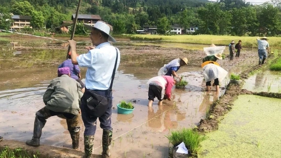 农技人员指导农户科学种植