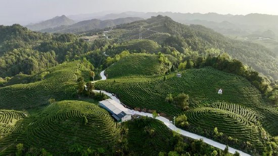 大竹县云峰茶谷白茶基地