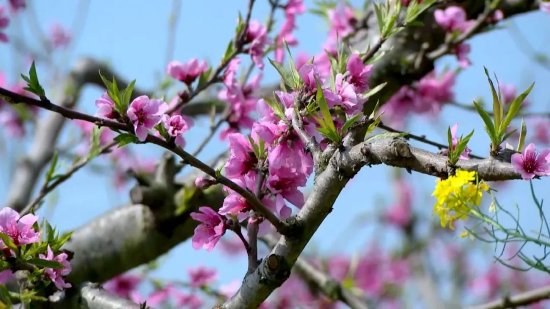 桃花開 春意濃