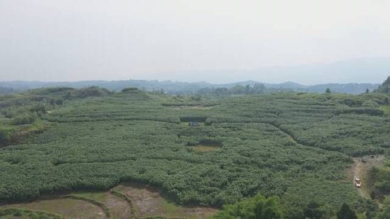 大竹县苎麻现代农业园区。大竹县委宣传部供图