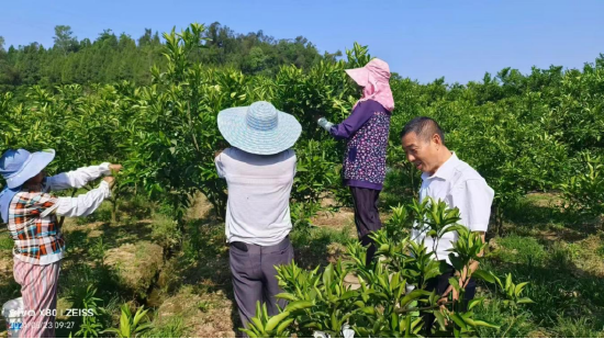 管村镇邀请专业技术人员进行技术指导