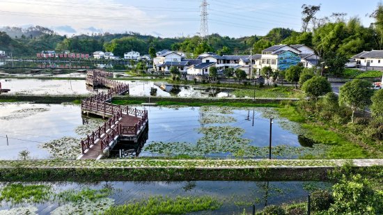 百島湖的養(yǎng)殖基地(陳丁攝)
