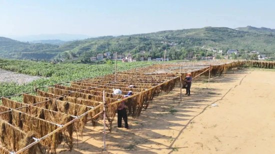 圖為:金偉家庭農場原麻晾曬場