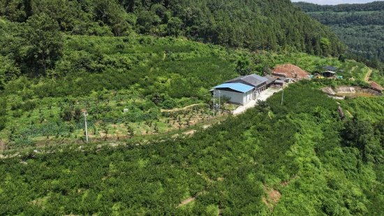 漫山遍野的李子樹