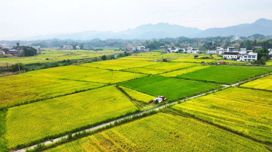 达川区粮油现代农业园区开展水稻收割(拍摄于万家镇迎风村)