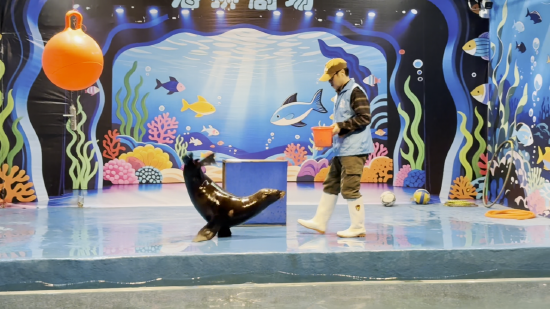 达州海洋馆海狮互动表演