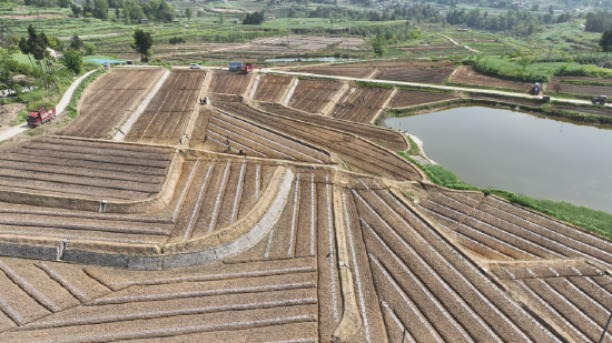 北山镇大豆玉米带状复合种植千亩示范片