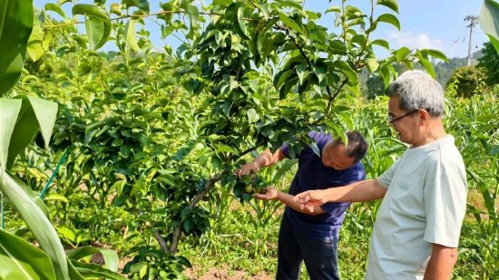  专家进行疏果技术指导