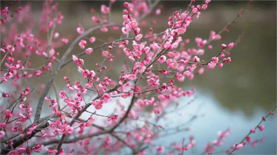 冬深梅盛满通川 两处佳境揽清欢