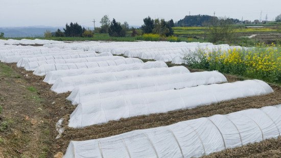 金石镇月岩村集中育秧点