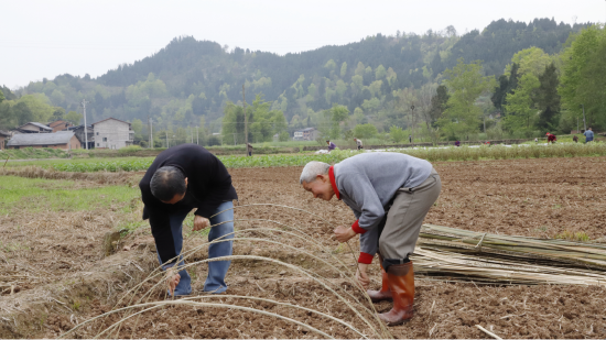 热火朝天的春耕图景