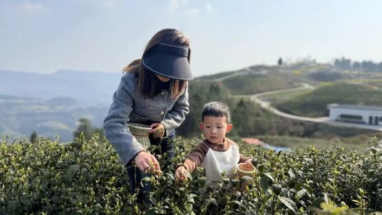 巴晓白研学带孩子们沉浸式体验茶文化