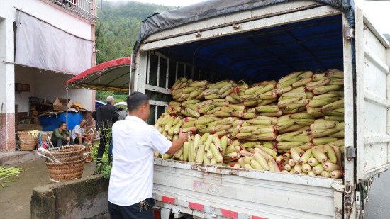 现场筛选、称重、打包装车