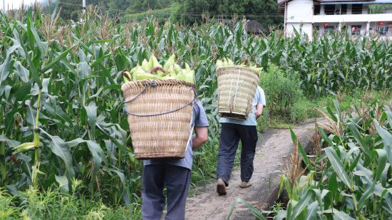 村民正抓紧时间抢收玉米