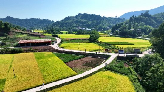 东岳镇玉钟村千亩水稻示范田