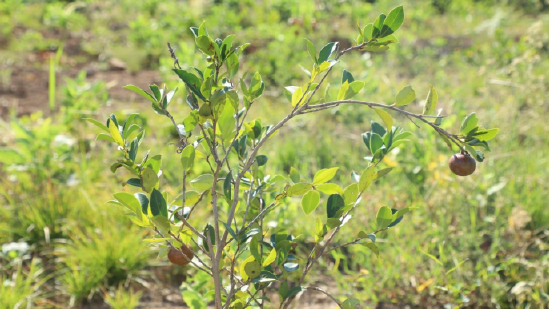 油茶树苗挂果