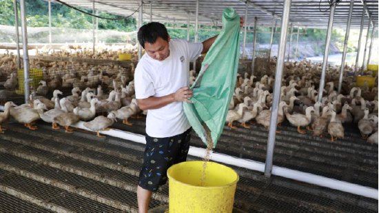 工作人员正在投喂饲料，落实精细化养殖管理