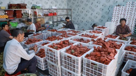 刚采收下来的新鲜猕猴桃随即被运到基地保鲜仓库进行筛选、分拣、装筐
