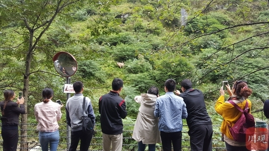 大熊猫国家公园唐家河区域，游客与扭角羚