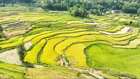 金石万亩梯田丰收