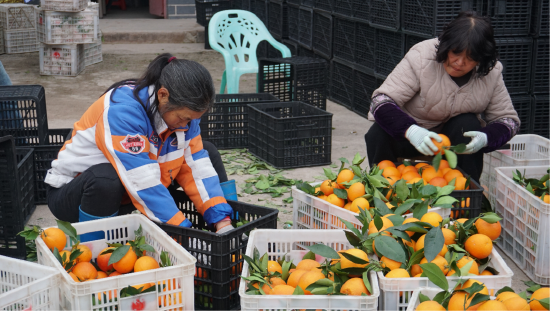 不少柑橘被快递到省外。