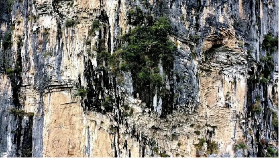 巴山大峡-谷崖柏·位于宣汉县巴山大峡谷景区（国家一级保护植物）