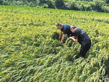 8月18日,人保财险绵阳市分公司在游仙区新桥镇查勘制种水稻,暴雨导致该地制种水稻受损严重