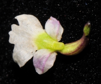 卧龙无柱兰花部细节（田径 摄）