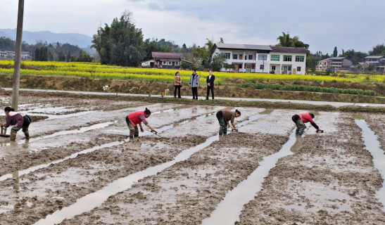 查看大树镇春耕备耕情况