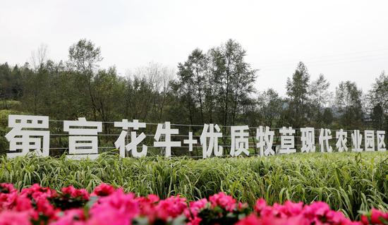 蜀宣花牛+優(yōu)質(zhì)牧草現(xiàn)代農(nóng)業(yè)園區(qū)
