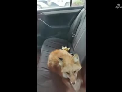 受伤小狐狸现身工地 民警送你回家