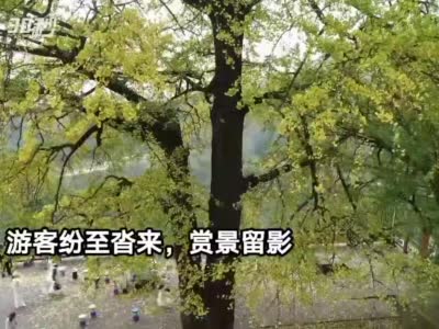華鎣山“夫妻銀杏樹”樹葉次第泛黃，游客紛至沓來！