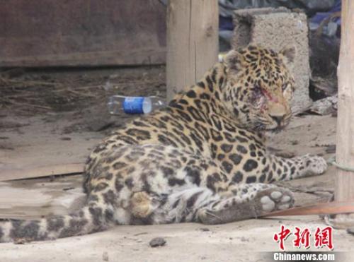 受伤金钱豹被成功控制。 任文波 摄
