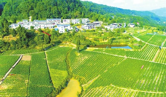 巴中市通江縣瓦室鎮鹿鳴村,長勢良好的大豆與新村構成一幅鄉村豐收畫卷。程聰 攝