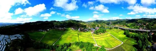 图为：罐子镇峰顶山村高标准农田喜迎丰收