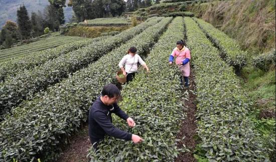 始阳镇九十村正在采茶的村民。