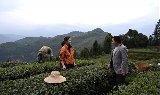 纪检监察干部联系帮扶的始阳镇九十村贫困户陈强介绍自家茶园产量情况。