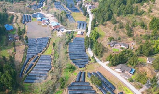 四川渠县：羊肚菌抢“鲜”上市 大棚直播助农增收