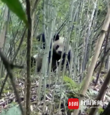 四川黑水河自然保护区又见熊猫。
