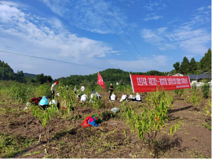 花生采摘现场