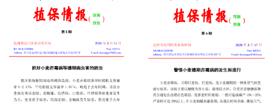 达川区针对小麦赤霉病发布的植保情报