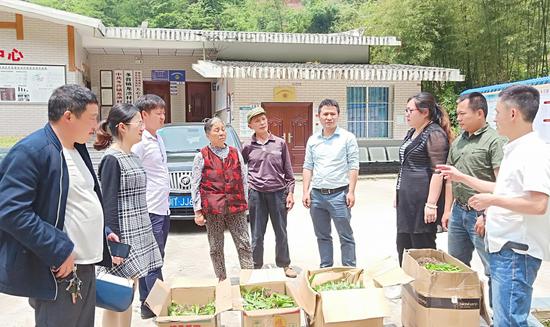 川农大教授对贫困村村名进行中药材种植技术指导