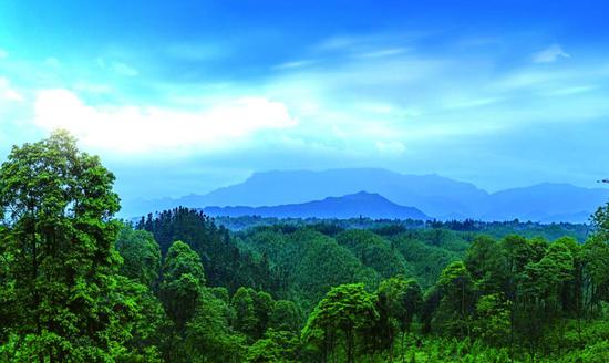 海子山上叢林蔥蘢
