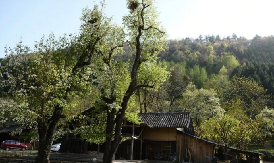 200余年的古梨树群·位于万源市竹峪镇东梨村
