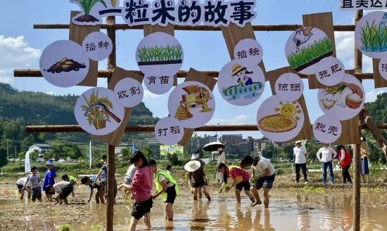 学生们进行插秧研学体验