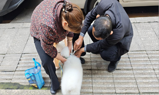 图为：兽医为犬只进行疫苗注射