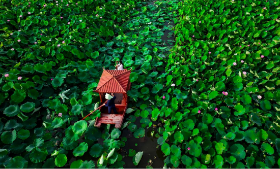 游客在莲花世界乘乌篷船赏荷，尽享田园诗意