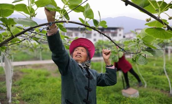 在蘆山縣某現代農業產業園中,工人正在為獼猴桃疏花