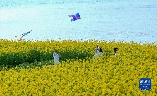 国社@四川｜油菜花开引客来