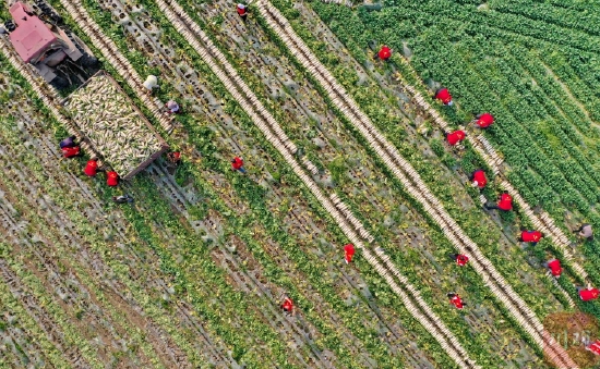 南充嘉陵：志愿服务“及时雨” 田间再现“志愿红”